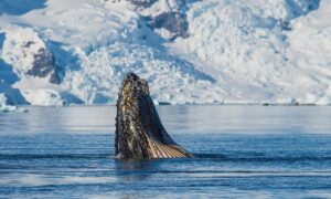 Incentive Reise als Expeditions-Kreuzfahrt mit OceanEvent bis 200 Pax in die Arktis / Antarktis - Begegnungen mit Wildtieren