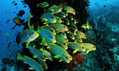 Kreuzfahrtyacht chartern für Ihr nächstes Event bei OceanEvent