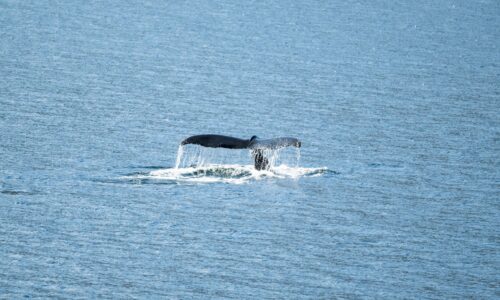 Expeditionskreuzfahrt in Arktis und Antarktis chartern bis 184 Gäste - bei OceanEvent