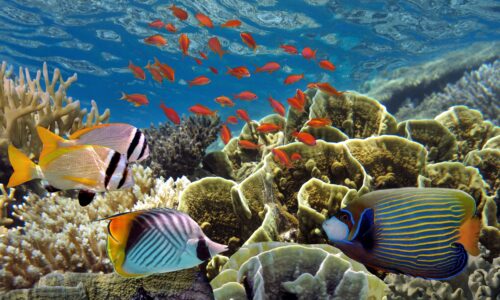 Charter Emerald Kaia for up to 128 guests | Exclusively with OceanEvent