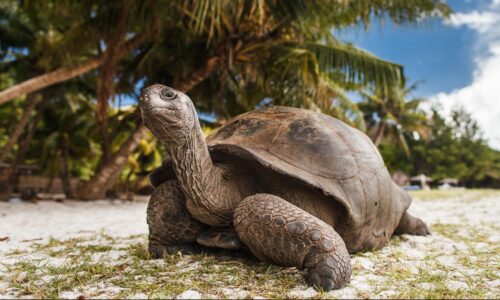 Seychelles Full Ship Charter 2027: Up to 124 Guests with OceanEvent